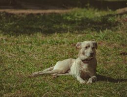 Kojce dla psów – bezpieczna przestrzeń dla Twojego pupila